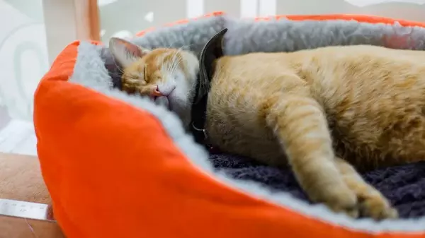 pat pentru pisici