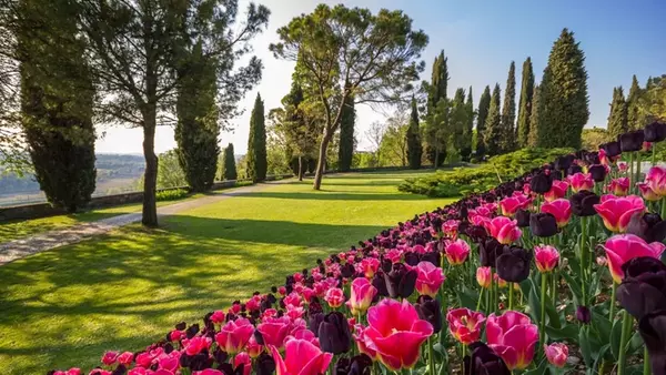 italské tulipány