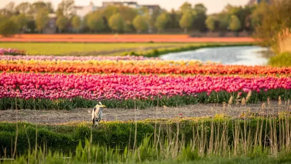 německé tulipánové pole